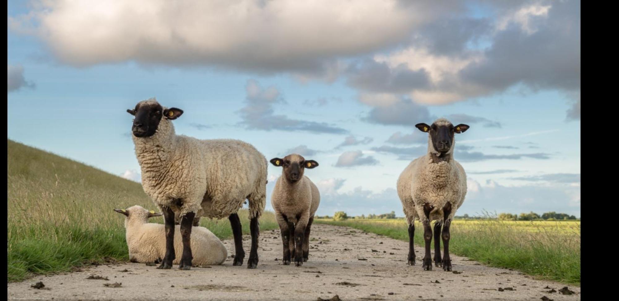 Am Alten Siel Wilhelmshaven Esterno foto